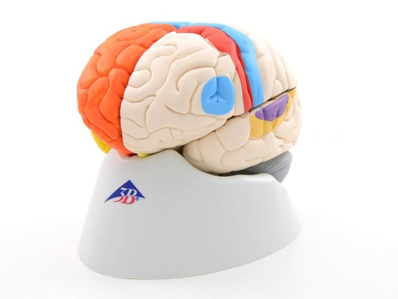 Model neuro-anatomiczny mózgu 8-częściowy C22