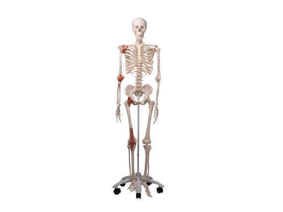 Model szkieletu z więzadłami Leo A12